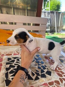Jack russell tricolor