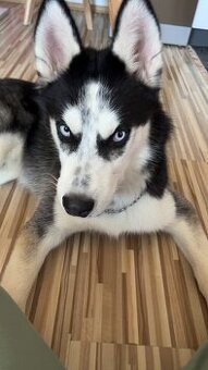 Husky