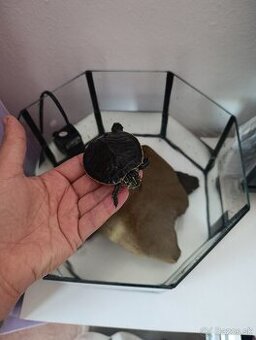 Vodné korytnačky , vodná korytnačka