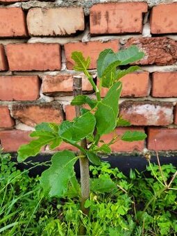 Predám sadenice bohato rodiacich fíg