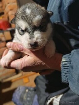 Aljašský malamut šteniatka