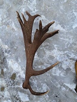 5,7 kg parohy parozie jelen