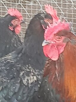 Predám nasadove vajcia Maranska medenokrka