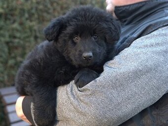 Nemecký ovčiak s PP FCI