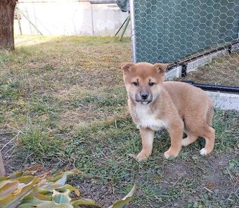shiba inu