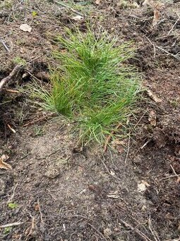 Tazba dreva, pestebná činnosť