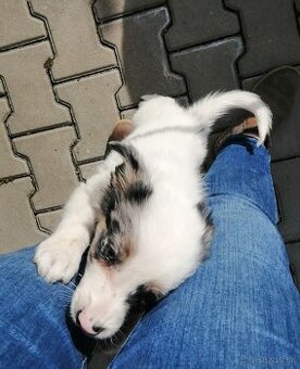 Predám šteniatka Border kólie