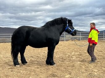 Poľský chladnokrvník - predám ťažného koňa
