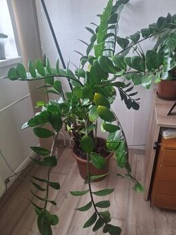 Predám zamioculcas