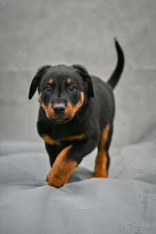 Beauceron/Boseron štěňata s PP (Olomouc, ČR)