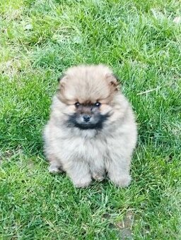 Trpazlíčí špic pomeranian