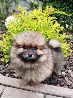 Trpazlíčí špic pomeranian