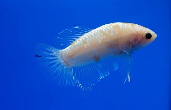 Betta splendens- bojovnica pestrá
