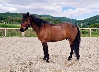 Na predaj 9ročný, športový pony , valach