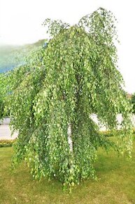 Predám breza previsnutá sadenica - 200cm