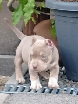American bully pocket