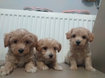 Maltipoo,pudel,maltezak