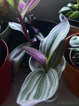 Tradescantia nanouk (tradeskancia nanouk)