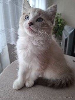 Ragdoll mačiatka - k odberu