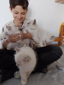 Ragdoll mačiatka - k odberu