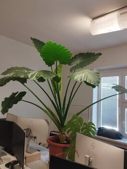 Alocasia macrorrhizos (slonie ucho)