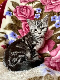Britské mačiatka - Whiskas