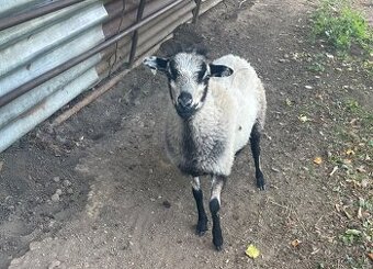 Quessantská mini ovca