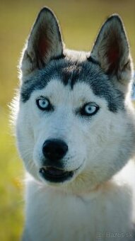 Fenka sibírsky husky s PP