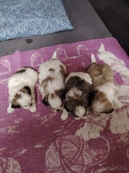 Rozkošné šteniatka shih-tzu(shitzu,shihtzu)
