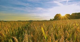 Zelené práce na poli pre partie