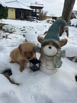 Zlatý retriever Golden retriever