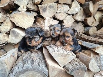 York, Yorkshire, Yorkshirsky terier, mini yorkshire