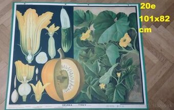 staré školské tabule/plagáty raslín-stromov-zvierat