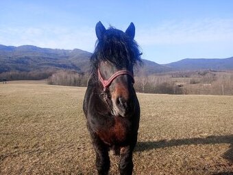 Predám ťažného koňa - 1