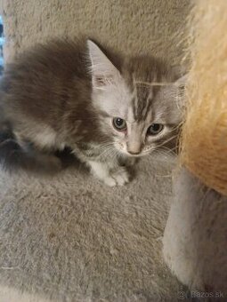 Britske maciatka - 1