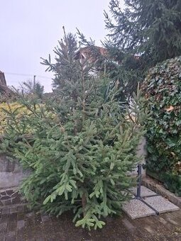 Vianočný steomček