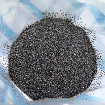 Modrý mak zber 2025