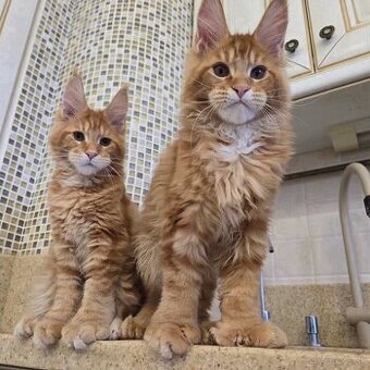 Mačiatka Maine Coon na adopciu.