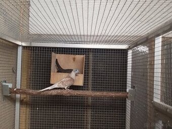 Holubok mierový -Geopelia placida