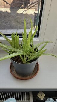 Aloe vera