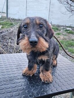 Jazvečik hrubosrstý štandard