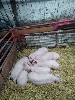 Odstavčata na predaj