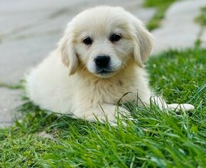 Zlaty retriever