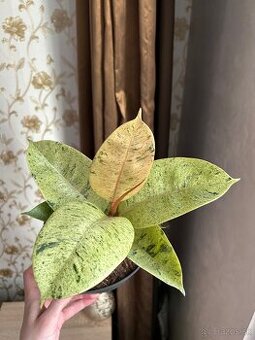 Ficus Elastica Moonshine