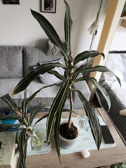 Dracena