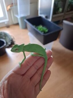 Chameleón jemensky