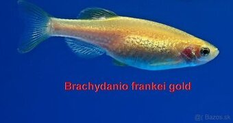 Danio frankei gold