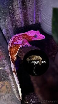 Pagekón riasnatý Correlophus ciliatus tricolor samec