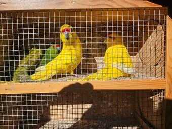 Kakariki