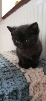 Darujem čierne mačiatko aj s výbavou - mačičku